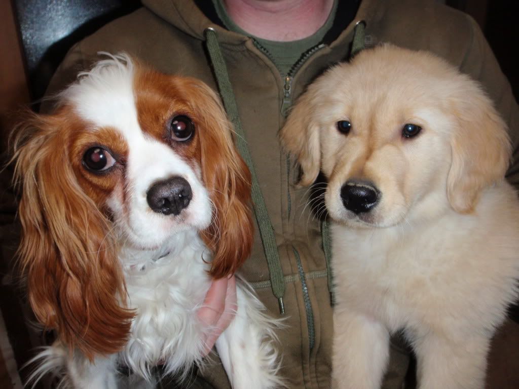 Zipper nose? Golden Retrievers Golden Retriever Dog Forums