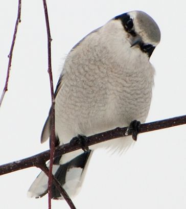  photo NorthernShrike_zpsf2c5721d.jpg