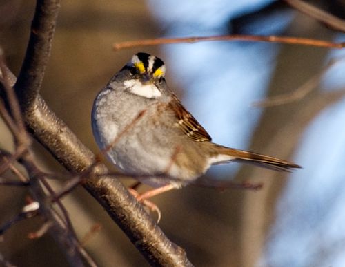  photo WhiteThroated_zpsbfb28236.jpg