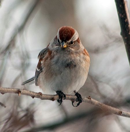  photo treesparrow_zps8160d2cb.jpg