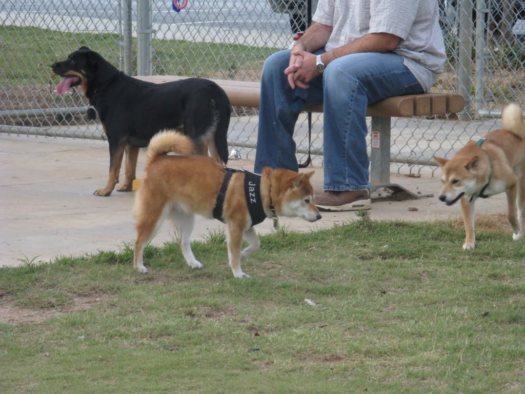 Sasha, Jazz, and Fletch