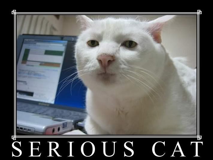 SeriousCat1.jpg