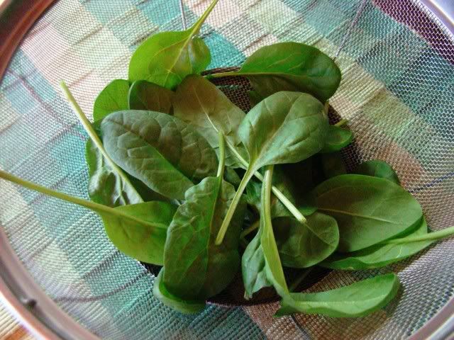 First Harvest Spinach