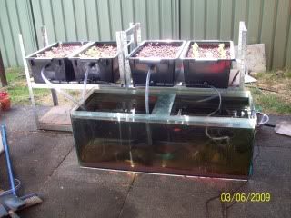 Backyard Aquaponics