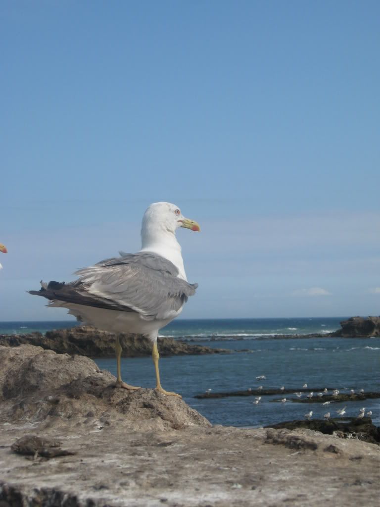 Imageouvido116.jpg