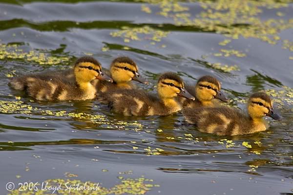 baby ducklings swimming Pictures, Images and Photos