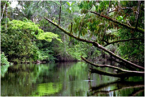 Amazon Black River Pictures, Images and Photos