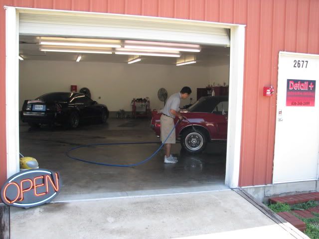 mustangs003.jpg