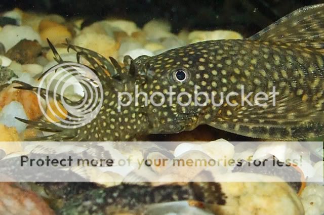 Ancistrus cf cirrhosus | PlecoPlanet