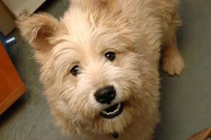 Small white dog