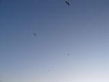 roscoff_3
