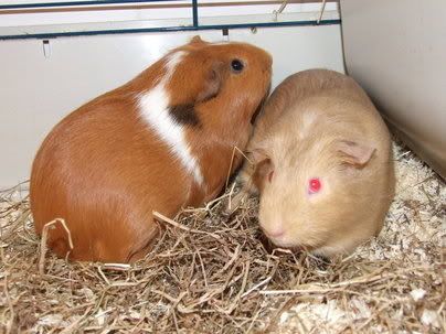 bonnieandbarney.jpg